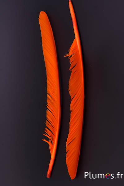 Cygne - 35-40 cm - orange